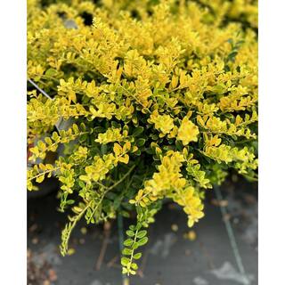BELL NURSERY 3 Gal. Golden Helleri Japanese Holly (Ilex Crenata) Live Evergreen Shrub (1-Pack) ILEXH3GOL1PK