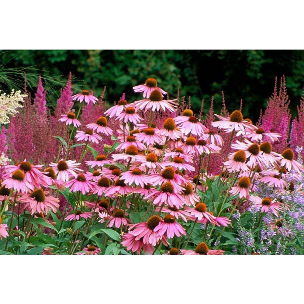 BELL NURSERY 2.5 qt. Echinacea Coneflower Live Flowering Perennial Plant CNFLW1GMUL1PK