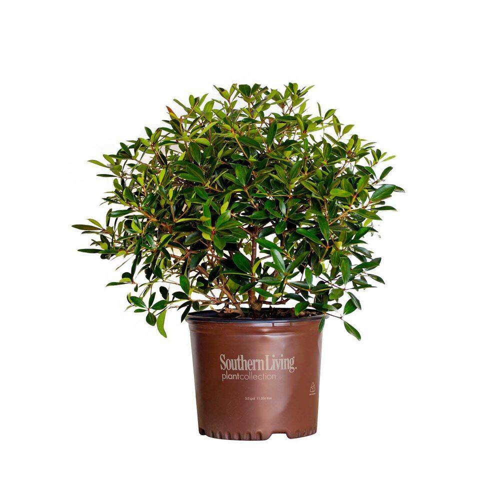 SOUTHERN LIVING 3 Gal. Bronze Beauty Cleyera - Live Compact Evergreen Shrub Glossy Foliage 55043