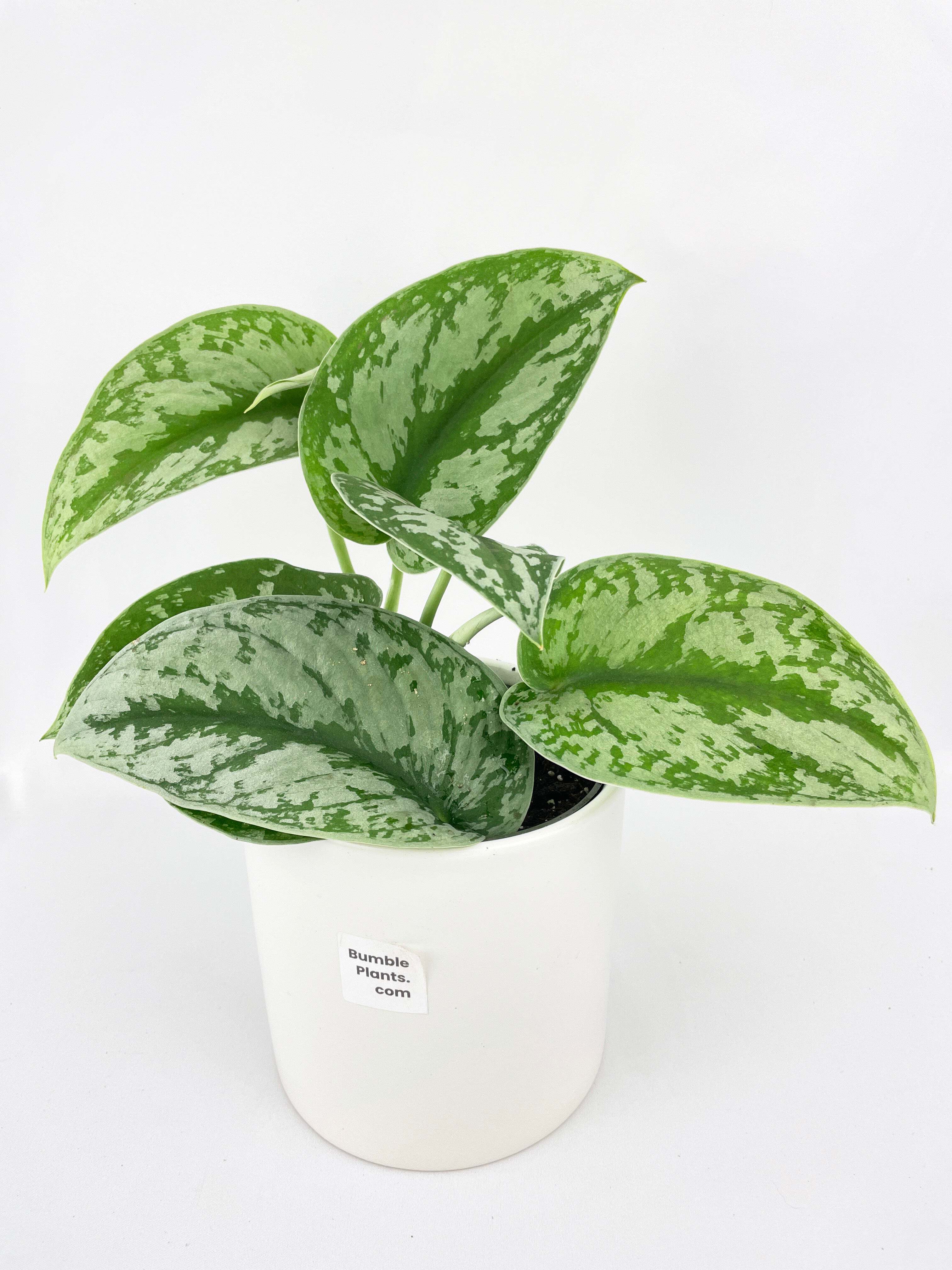 Scindapsus Pictus 'Exotica' Pothos