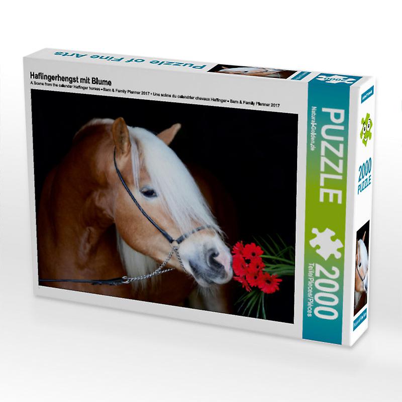 Haflinger stallion with flower - Calvendo photo puzzle