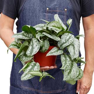 Pothos Silver Splash Scindapsus Pictus Plant in 6 in. Grower Pot 6_POTHOS_SILVER.SPLASH