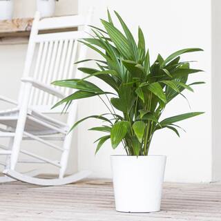 United Nursery Chinese Fan Palm Plant in 10 inch White Decor Pot 74592