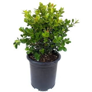 EVERDE GROWERS 2.5 Qt. Buxus Japanese Boxwood - Evergreen 285170