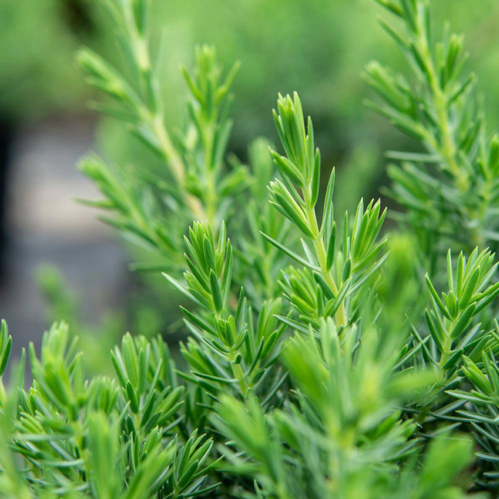 Perfect Plants 1 Gal. Blue Pacific Juniper Shrub in Grower's Pot Highly Pest Resistant Ground Cover THD00558