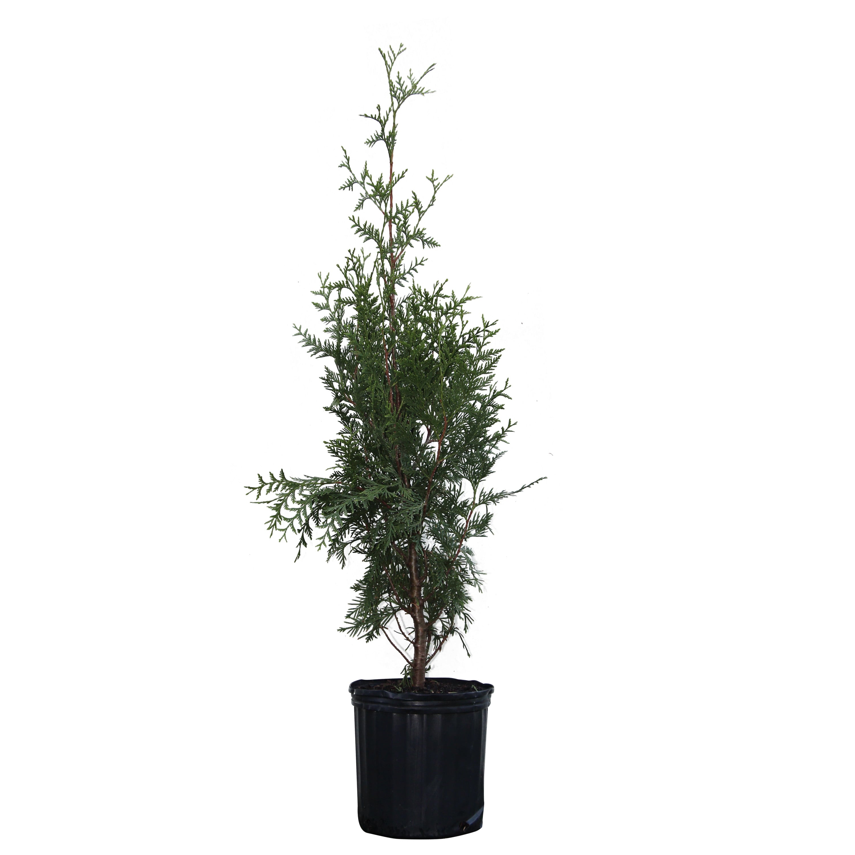 Thuja Green Giant Tree - Fast Growing Evergreen Privacy Trees - Cannot Ship to AZ