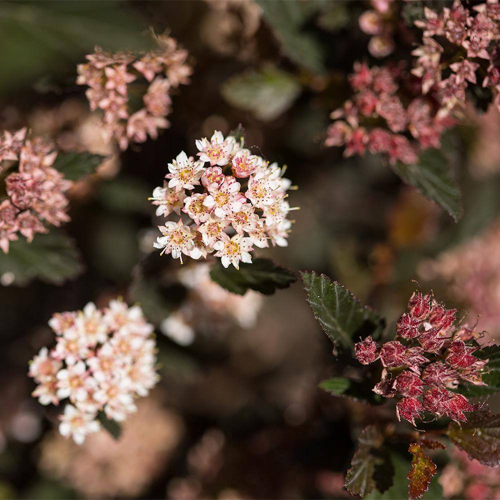 FIRST EDITIONS 2 Gal. Little Devil Ninebark Shrub with Dark Foliage O99082F