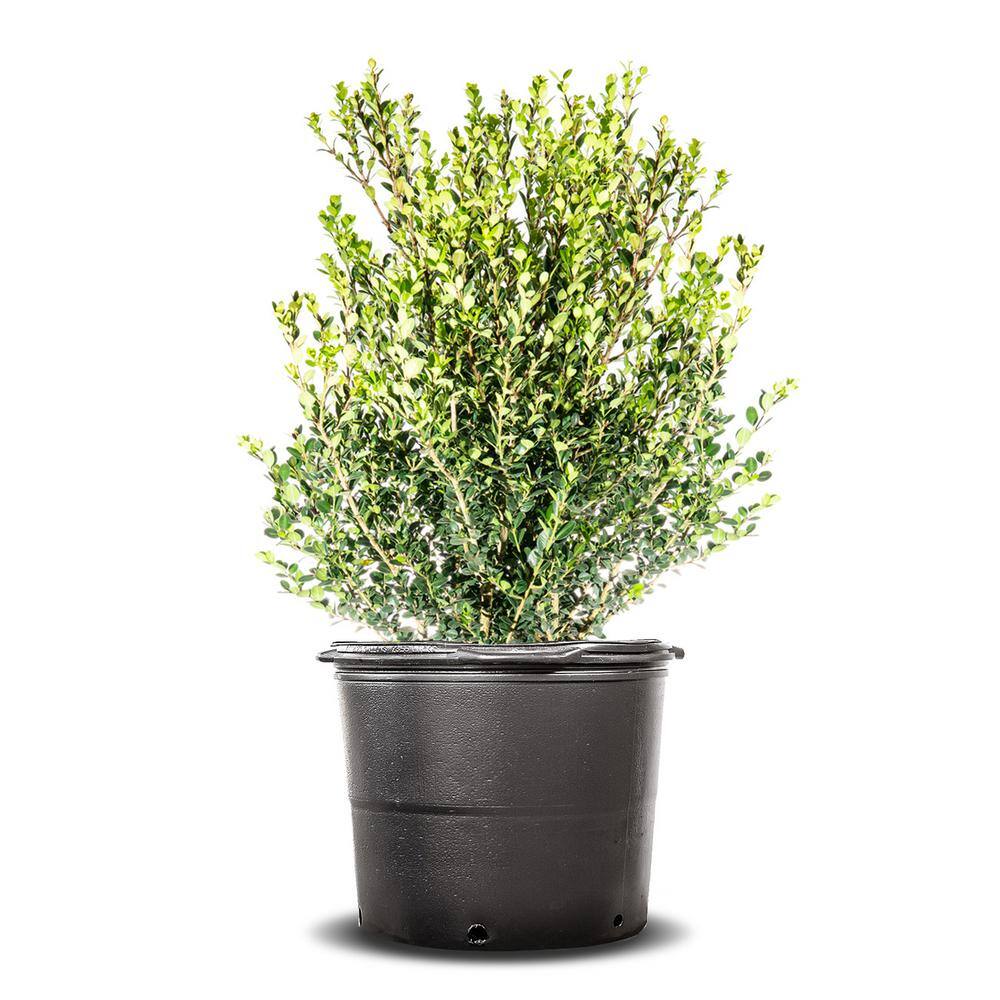 Perfect Plants Wintergreen Boxwood Shrub in 7 Gal. Grower's Pot THD00510