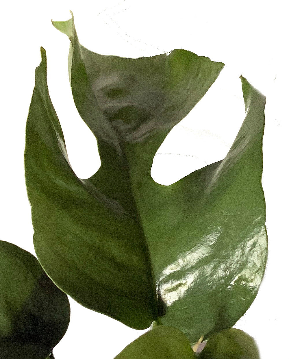 Ultra Rare Ginny Philodendron - Rhaphidophora tetrasperma -6