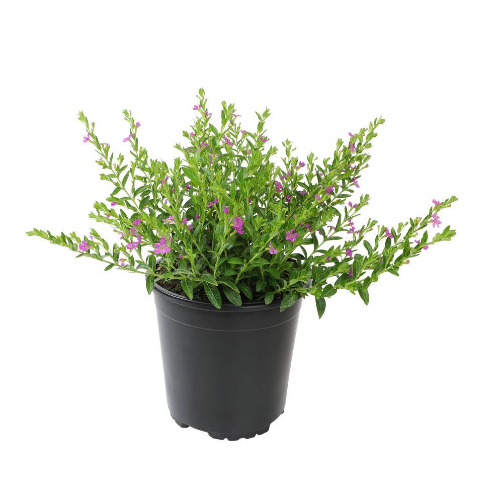 ALTMAN PLANTS 1 Gal. Cuphea Hyssopifolia Lavender Plant 0881259