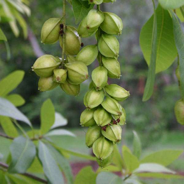 Barringtonia Acutangula, Samundarphal, Indian Oak - 0.5 kg Seeds