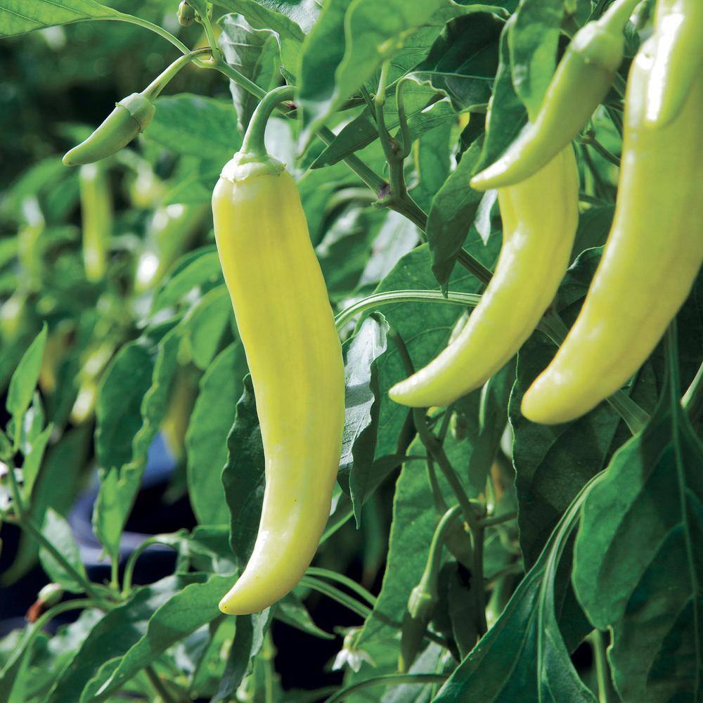 Bonnie Plants 19 oz. Hot Banana Pepper Plant 2300