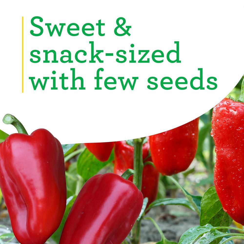 Bonnie Plants 19 oz. Sweet Red Snack Size Pepper Plant 2114
