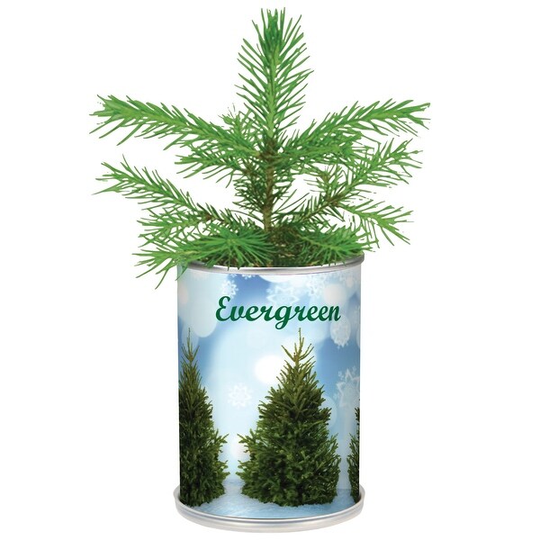 Miniature Real Evergreen Christmas Tree In a Can Plant Starter