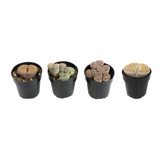 SMART PLANET 2.5 in. Lithops Plant Collection (4-Pack) 0880050