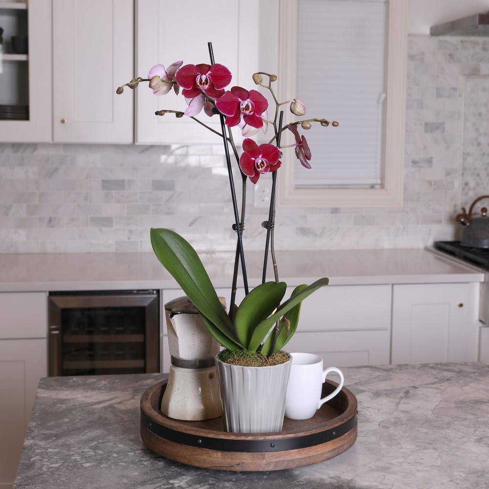 Just Add Ice Premium Orchid (Phalaenopsis) Dark Purple Plant in 5 in. Grey Ceramic Pottery J5014