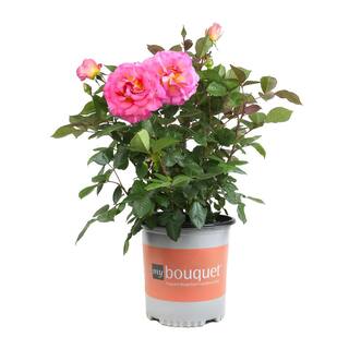 ALTMAN PLANTS My Bouquet 8 qt. Rose Pink and Gold Blossom (Julie Andrews) 0872930