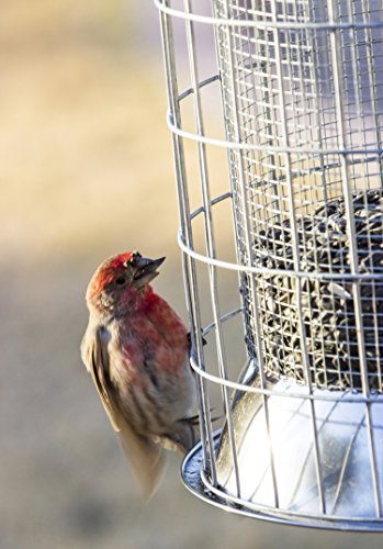 best squirrel proof bird feeder - heavy-duty repellent cage design by bird lovers!