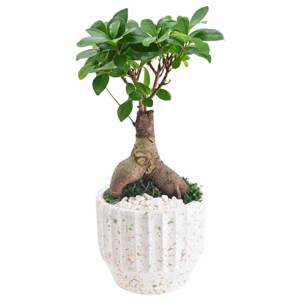 Arcadia Garden Products 5 in. Ginseng Ficus Bonsai White Round Speckled Splash Ceramic Planter LV54