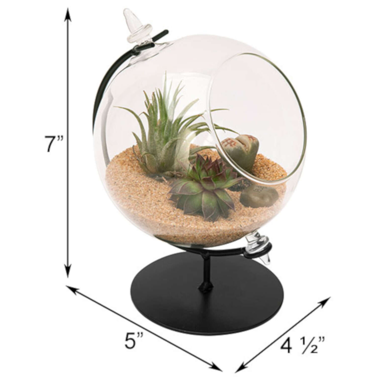 Panacea 7 in. H X 5 in. W X 4.5 in. D Glass Desktop Terrarium with Stand Black