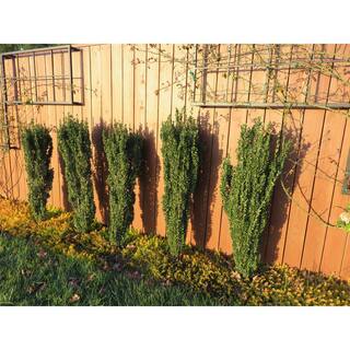 Online Orchards 1 Gal. Sky Pencil Japanese Holly Shrub Columnar Evergreen Especially Elegant in Containers and as Hedges EGHY001