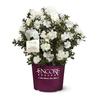 ENCORE AZALEA 2 Gal. Autumn Moonlight Shrub with White Flowers 14796