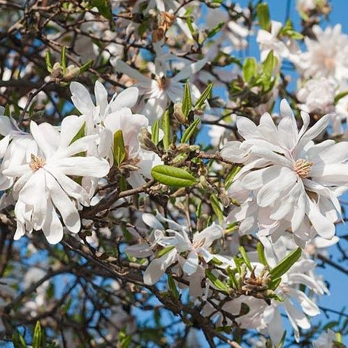 Centennial Magnolia Trees, White Flowers with a Hint of Pink