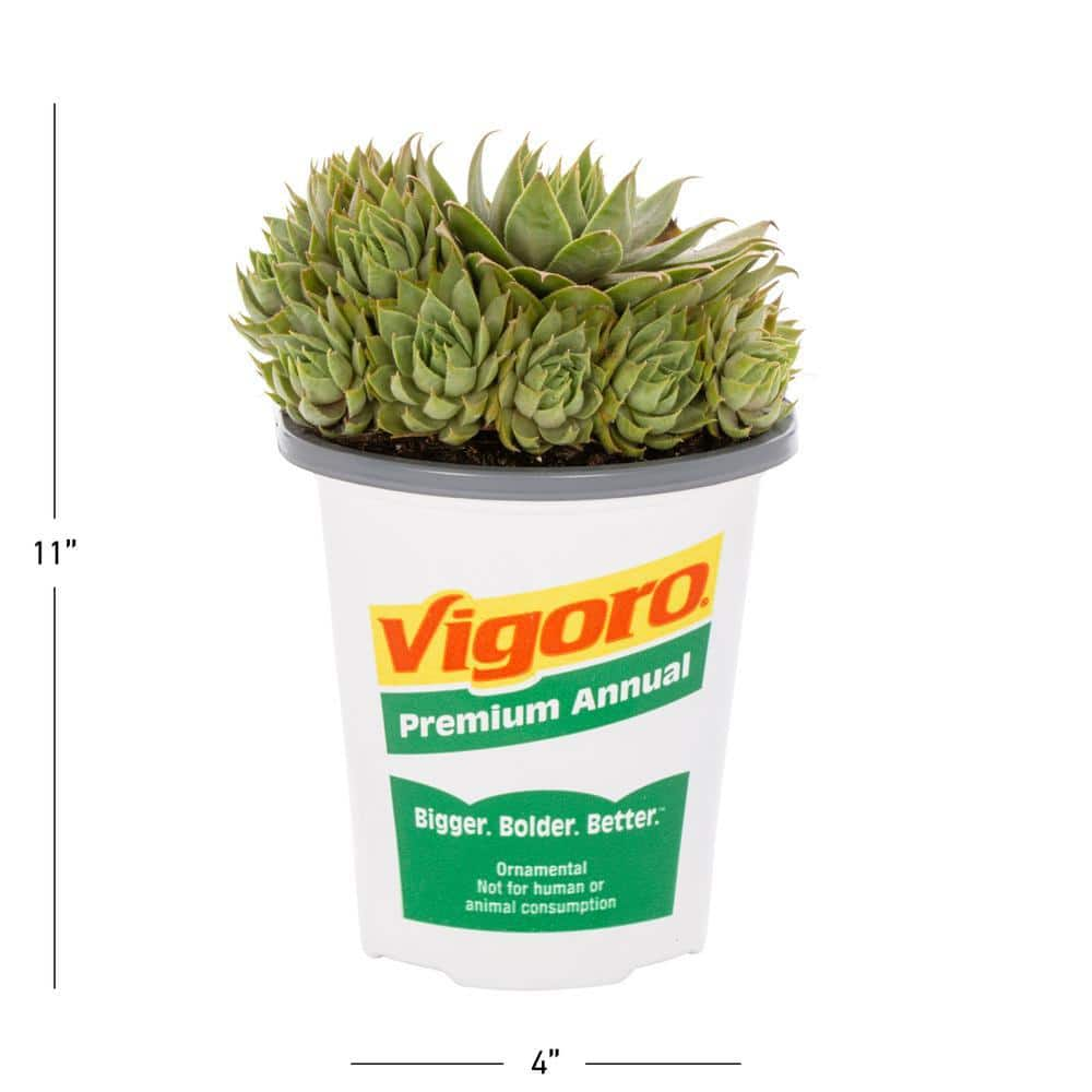 Vigoro 1 PT. Sedum Succulent Ground Cover Plant 68888