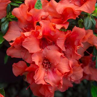 ENCORE AZALEA 1 Gal. Autumn Embers Shrub with Red Flowers 10350