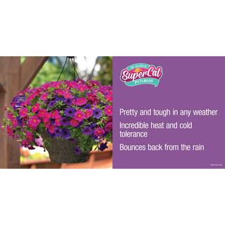 SUPERCAL 1 Qt. Bordeaux SuperCal Petunia Outdoor Annual Plant with Red Flowers (5-Pack) 4770