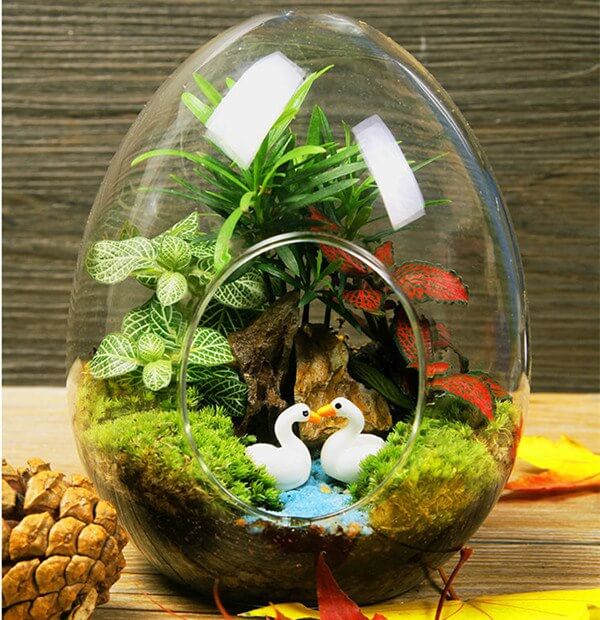 6 Pack Air Plant Glass Egg Shaped Terrarium Self Standing Planter 5