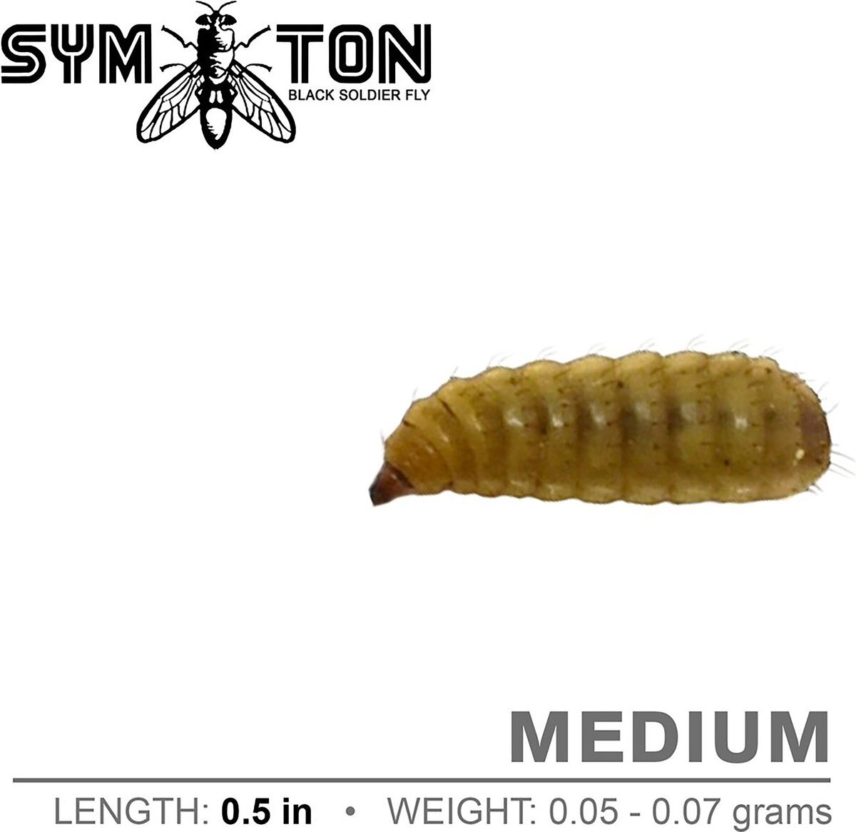 Symton Medium Live Black Soldier Fly Larvae Lizard Food