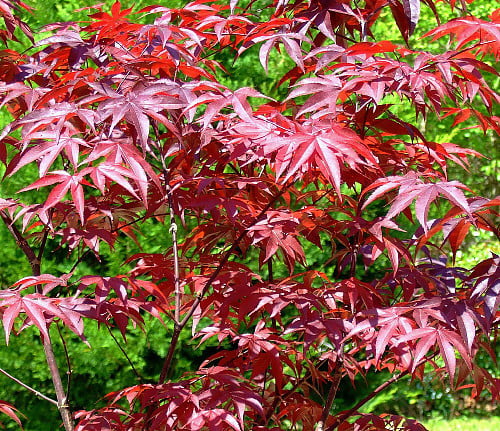 Bloodgood Japanese Maple - Bonsai or Outdoors - Acer palmatum - 5.5