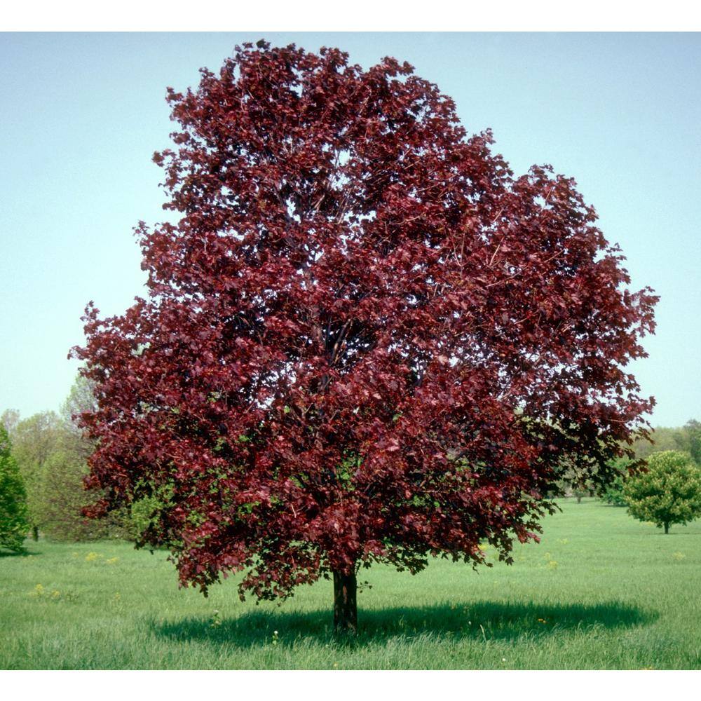 Online Orchards Crimson King Maple Tree Bare Root SHNM001