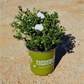 Vigoro 2 Gal. Echo Snowball Azalea Shrub with Double White Reblooming Flowers 10374