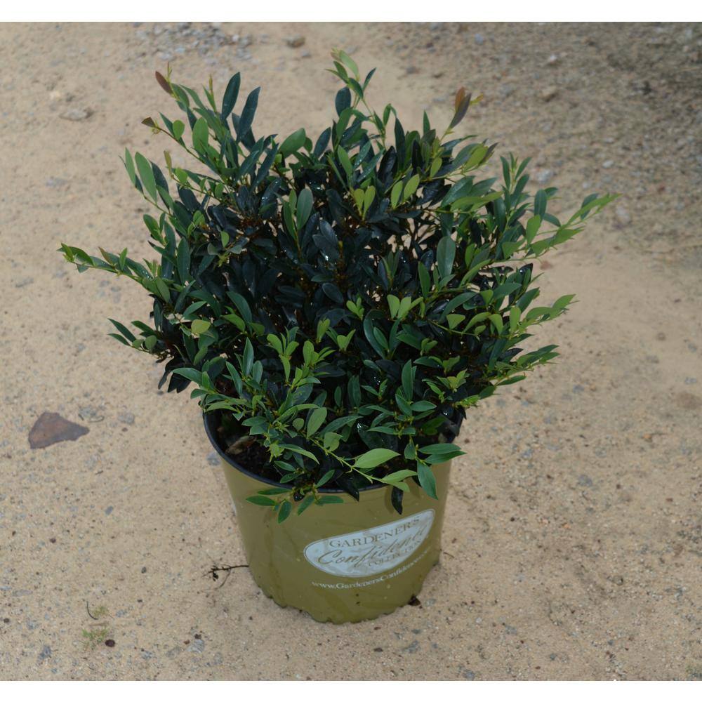 Vigoro 3 Gal. Blue Cascade Distylium Evergreen Shrub with Cascading Blue Green Foliage and Maroon New Growth 10869