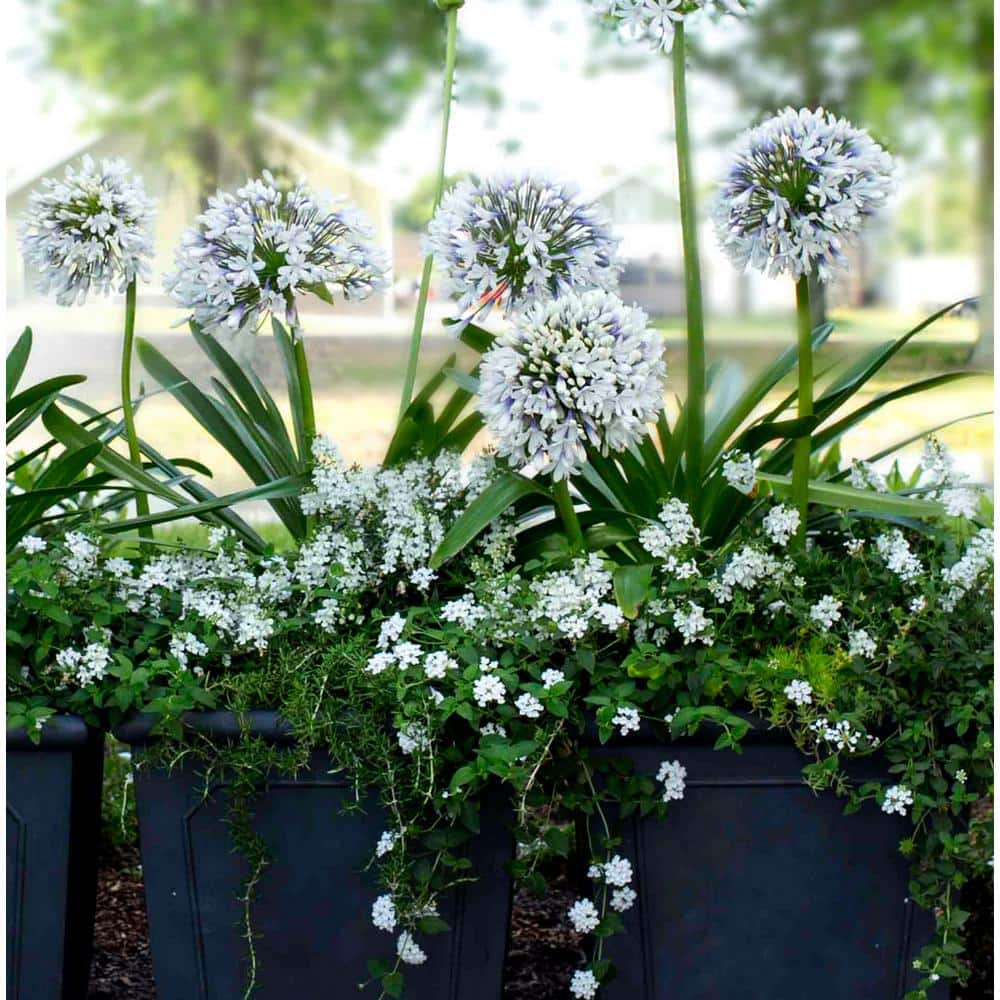 SOUTHERN LIVING 1.5 Gal. Queen Mum Agapanthus (Lily of the Nile) with White and Violet Bloom Clusters Live Perennial Plant 00932