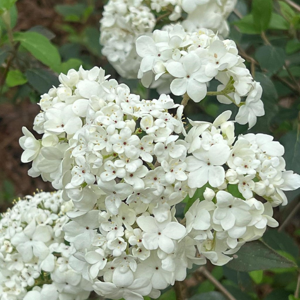 Nantucket Viburnum Shrub