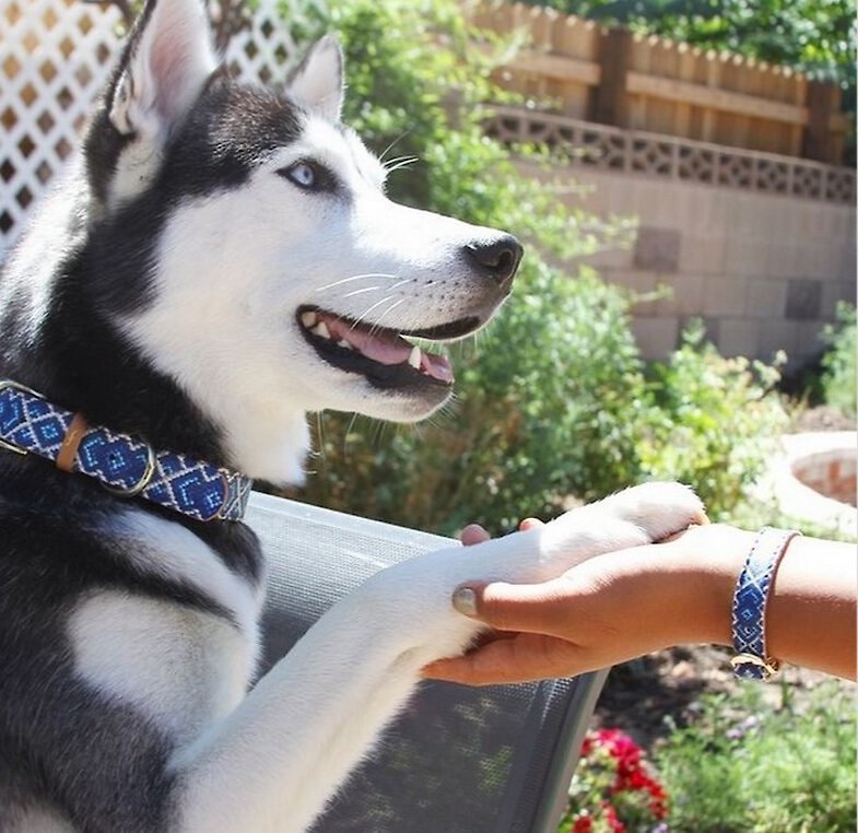 FriendshipCollar Mucky Pup Leather Dog Collar with Friendship Bracelet