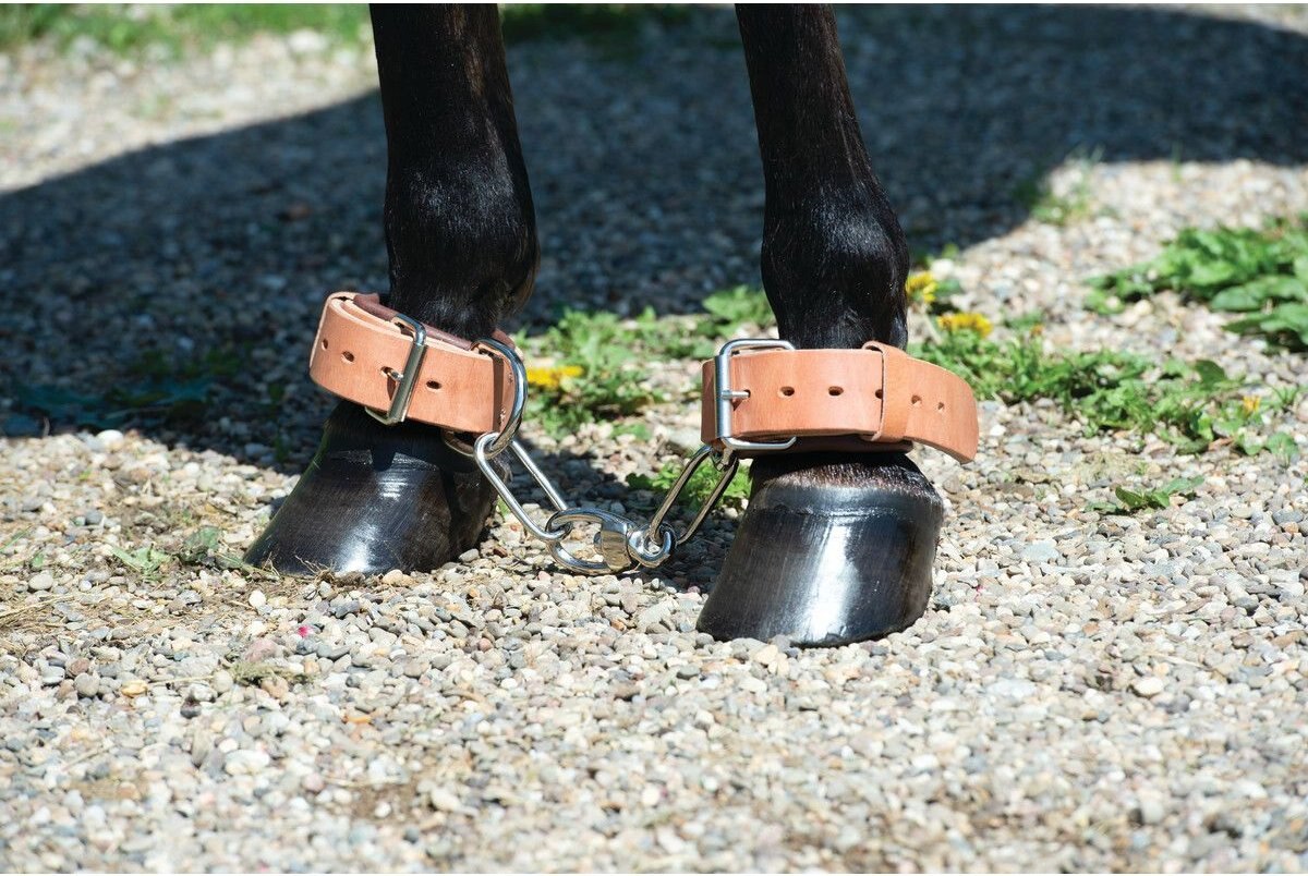 Weaver Leather Heavy-Duty Horse Hobble