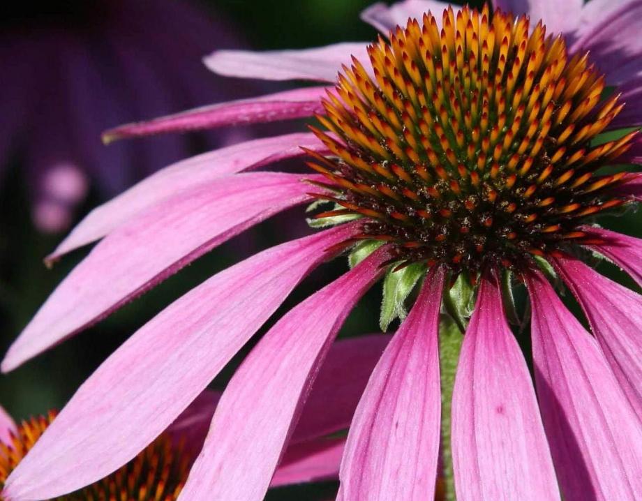 Classy Groundcovers - Echinacea purpurea 'Magnus' Brauneria purpurea， Rudbeckia purpurea {25 Pots - 3 1/2 inch Square}