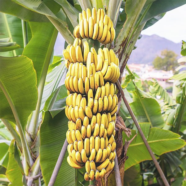 Banana - G9, Kela - Plant