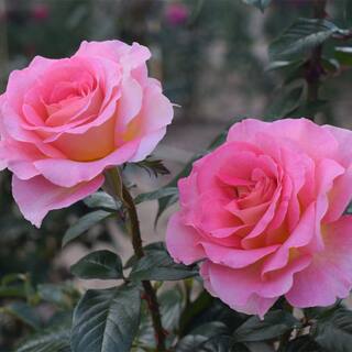 My Bouquet 2 Gal. Julie Andrews Rose with Pink Flowers 17430