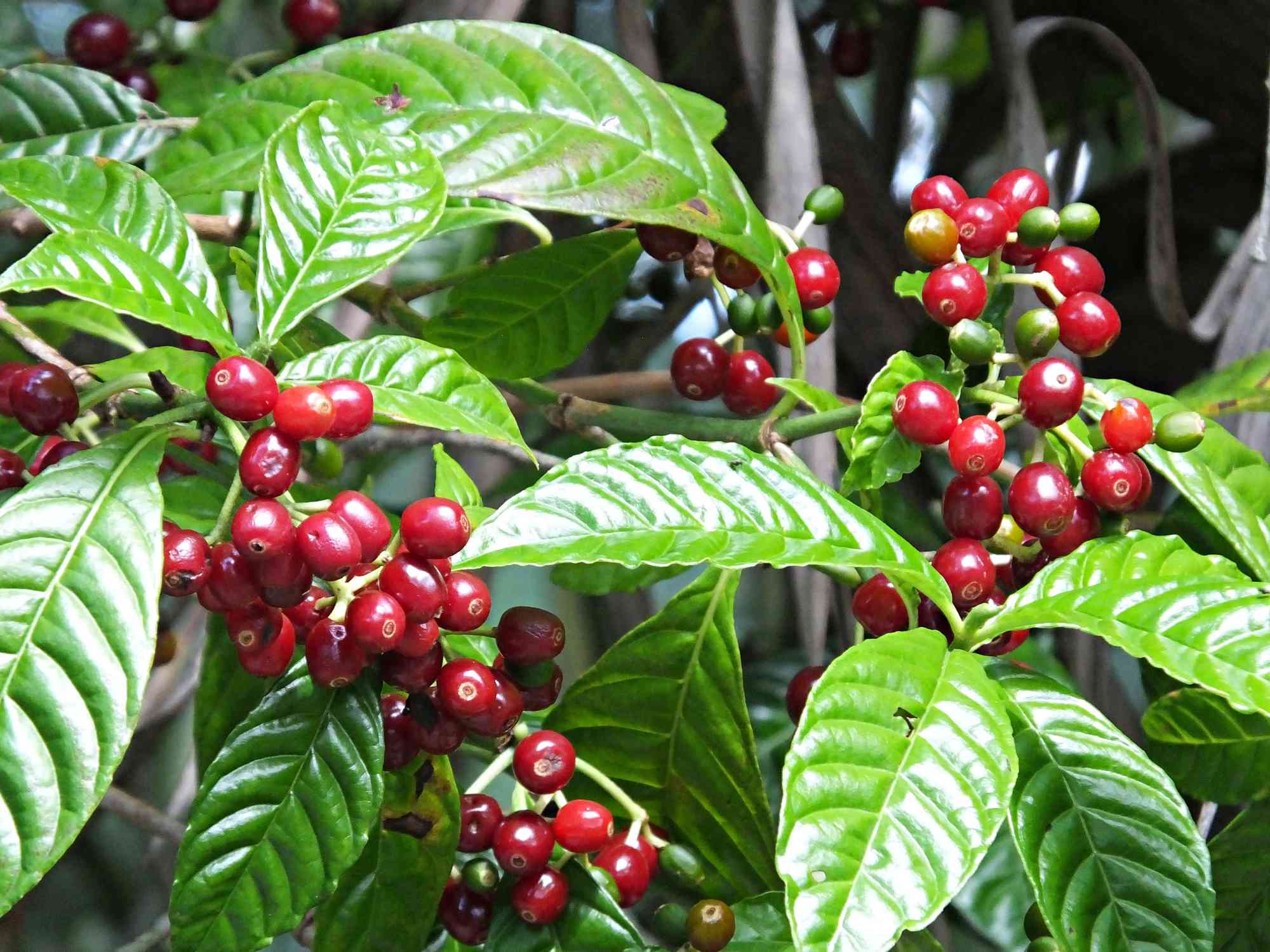 Coffee Plant - Live Plant in a 6 inch Pot - Coffea Arabica - Beautiful Easy Care Indoor Houseplant