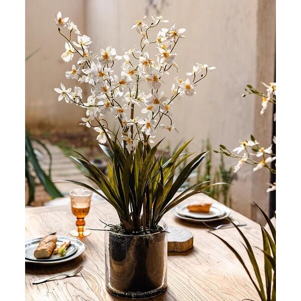 RusticReach White Hui Lan Orchid in Glass Pot