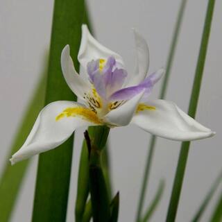 FLOWERWOOD 2.5 Qt. White African Iris With White Blooms Featuring Yellow and Purple Highlights Live Evergreen Plant 1319Q