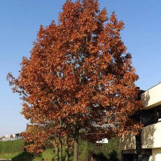 5 Gal. Red Oak Shade Tree OAKRED05G