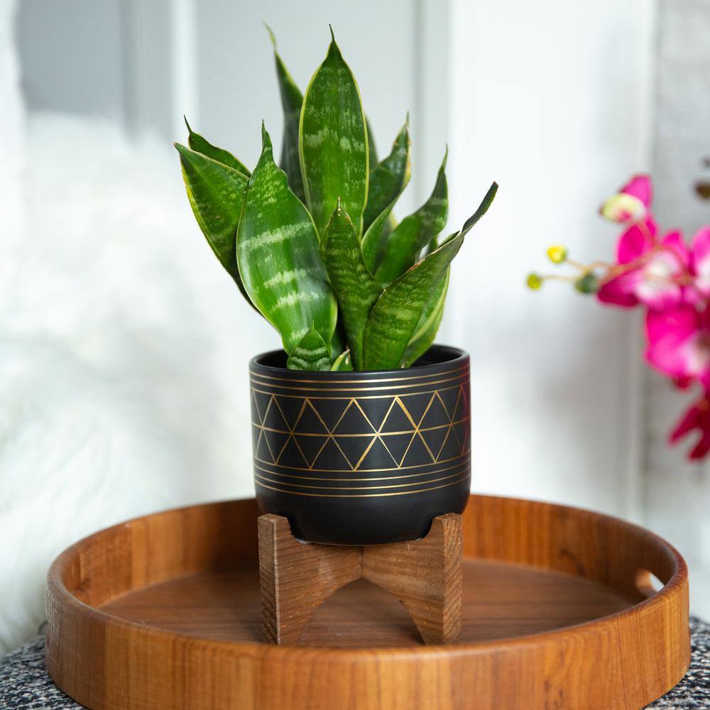 Vigoro 5 in. Newark Small BlackGold Geo Ceramic Planter (5 in. D x 6 in. H) with Wood Stand CT044-BKGD