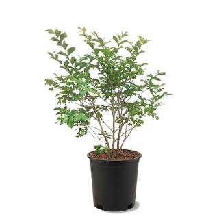 3 Gal. Muskogee Lavender Crape Myrtle CRMMUS03G