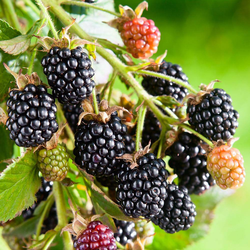 national PLANT NETWORK 2.25 Gal. Navaho Blackberry Plant HD7056